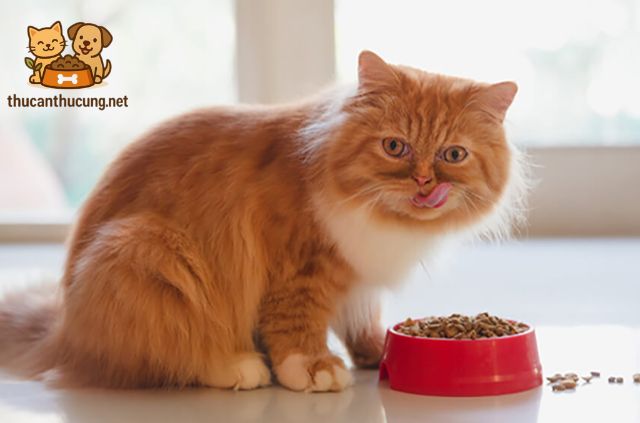 các hãng thức ăn cho mèo