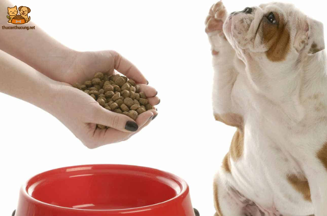 Bỗng một ngày chú chó của bạn không còn hứng thú ăn uống