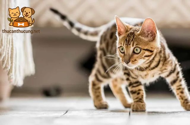 cách tăng sức đề kháng cho mèo