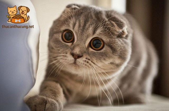 Các Cách Tăng Sức Đề Kháng Cho Mèo Hiệu Quả Nhất
