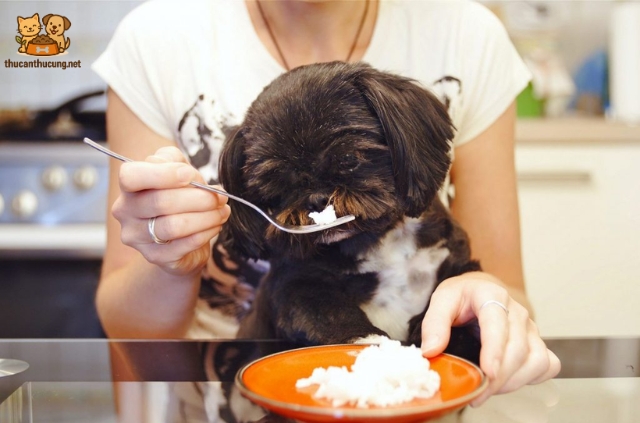 Liệu cho chó ăn cơm có ảnh hưởng đến hệ tiêu hoá của các bé?