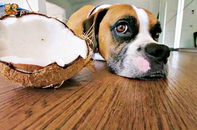 Dừa là một loại quả nhiệt đới đã quá đỗi quen thuộc