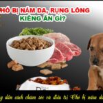 Chó bị nấm nên tránh ăn gì?