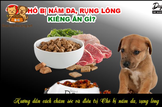 Chó bị nấm nên tránh ăn gì?