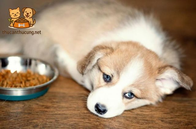 Cách Xử Lý Khi Chó Bỏ Ăn
