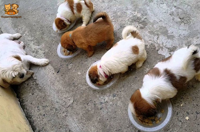 Nhiều người hoang mang không biết nên chăm sóc chú chó nhỏ như nào cho đúng