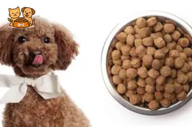 Làm Gì Khi Chó Ăn Phải Thực Phẩm Độc Hại?