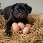 chó ốm chó ăn trứng gà sống