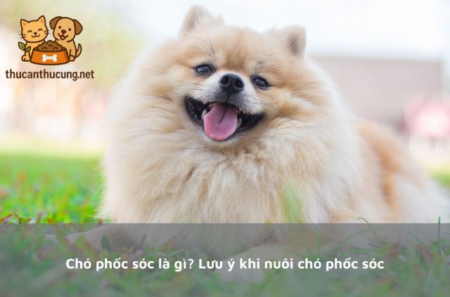 đồ ăn cho chó phốc sóc