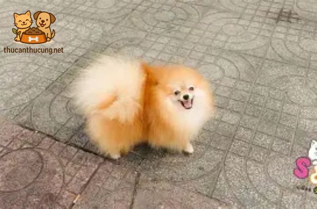 Cách Xử Lý Khi Chó Phốc Sóc Kén Ăn