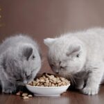 Bí Quyết Giúp Mèo Anh Lông Đẹp
