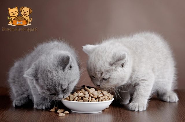 Bí Quyết Giúp Mèo Anh Lông Đẹp