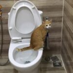 mèo bị tiêu chảy nên ăn gì