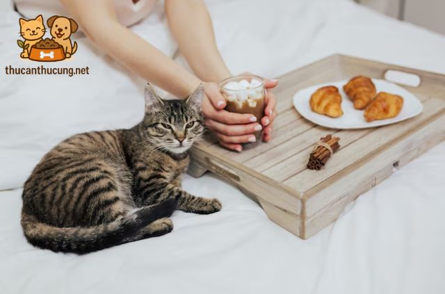 Dấu Hiệu Nhận Biết Mèo Bị Ngộ Độc Thực Phẩm