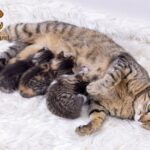 Cách cho mèo mẹ ăn sau sinh