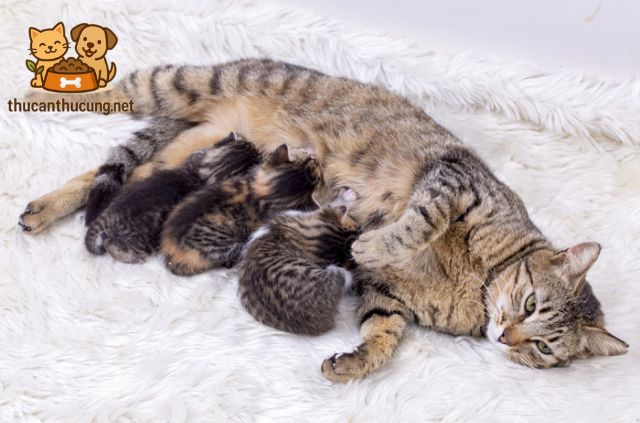 Cách cho mèo mẹ ăn sau sinh