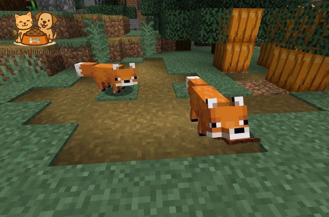 mèo trong minecraft ăn gì