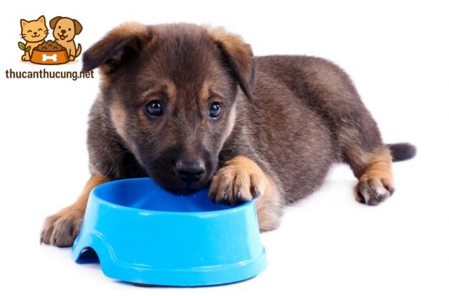 Các Loại Thức Ăn Cho Chó Becgie Con Tốt Nhất