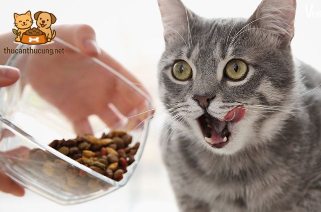 Chế Độ Ăn Uống Hợp Lý Cho Mèo Bầu