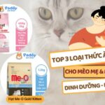 Những Lưu Ý Khi Thay Đổi Thức Ăn Cho Mèo