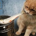 Những Lưu Ý Quan Trọng Khi Cho Mèo Ăn Cá