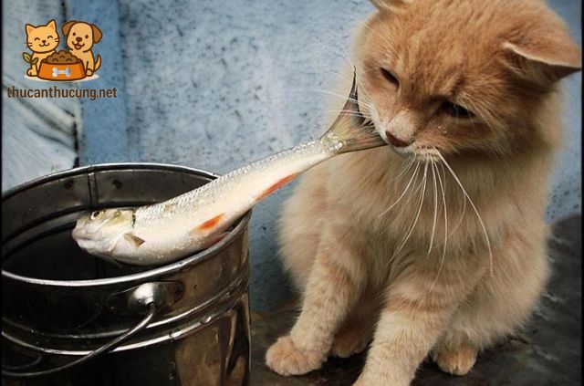 Những Lưu Ý Quan Trọng Khi Cho Mèo Ăn Cá