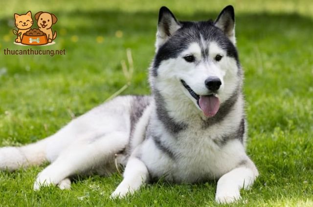 Lượng Thức Ăn Cần Thiết Cho Chó Husky