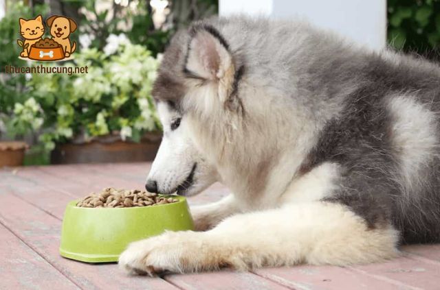 thức ăn của chó husky